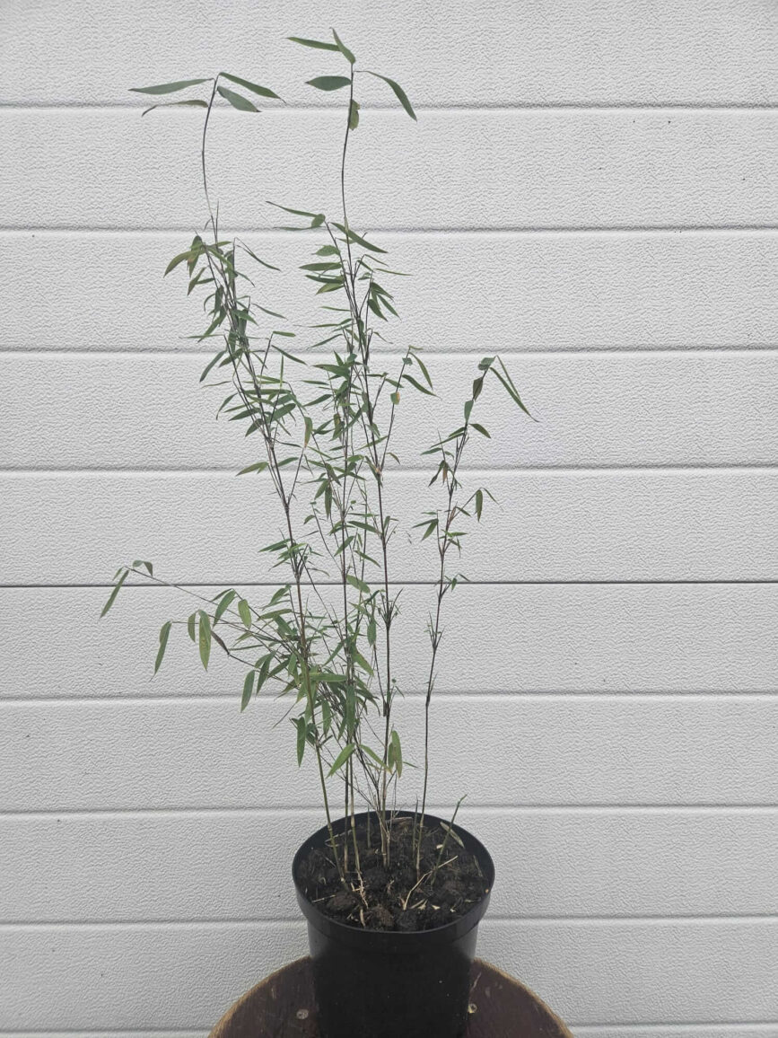 Fargesia Jiuzhaigou1 2.5L 50 CM – Plant B