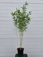 Fargesia Nitida Black Pearl - 2.5L - 100+ cm