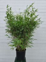 Fargesia Nitida Winter Joy – 15L – 100+ cm