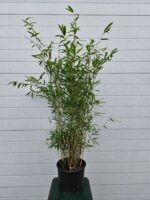 Fargesia Nitida Winter Joy  – 5.5L – 100+ cm