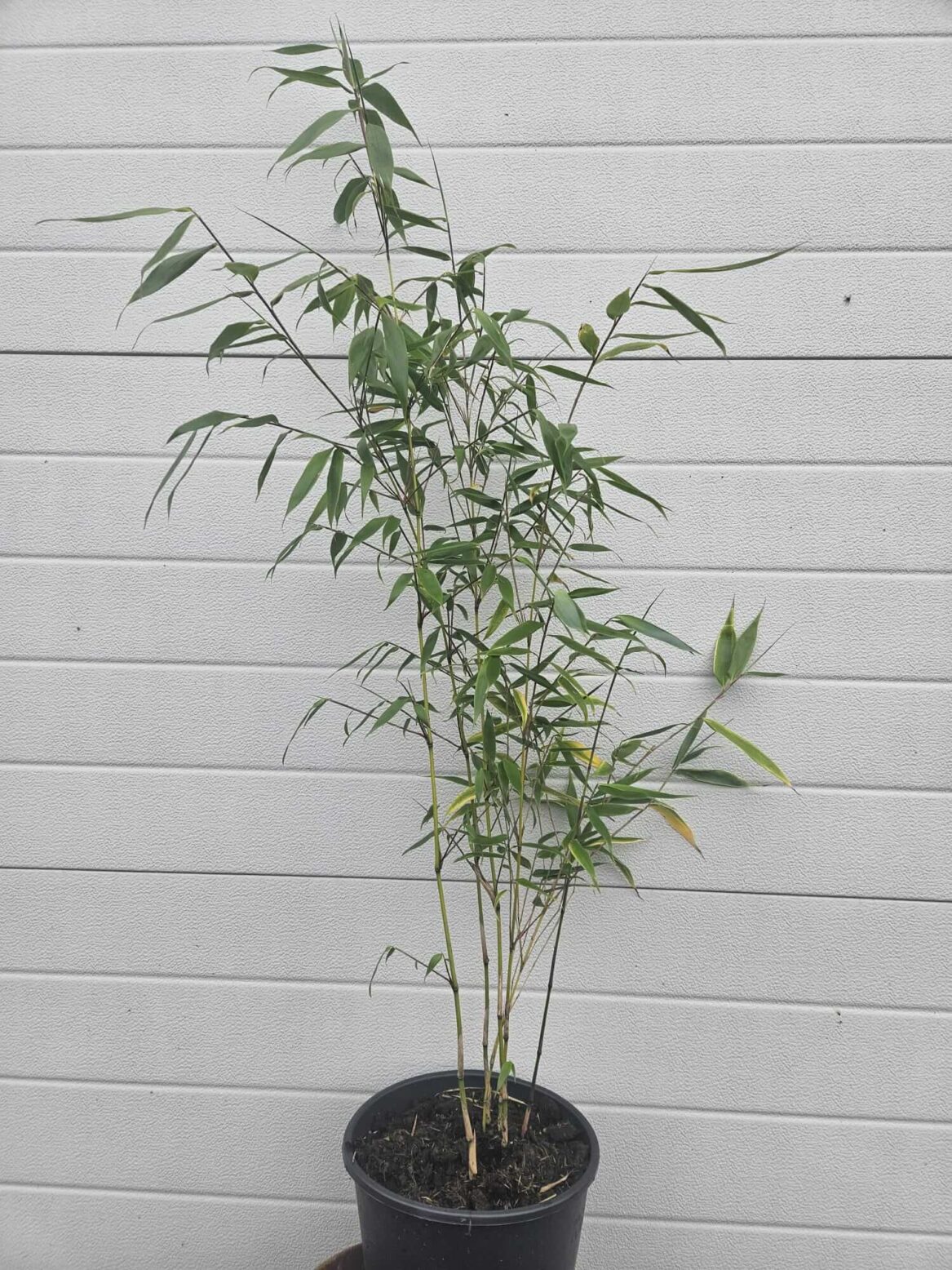 Fargesia Robusta Wolong - 5.5L - 100+ cm