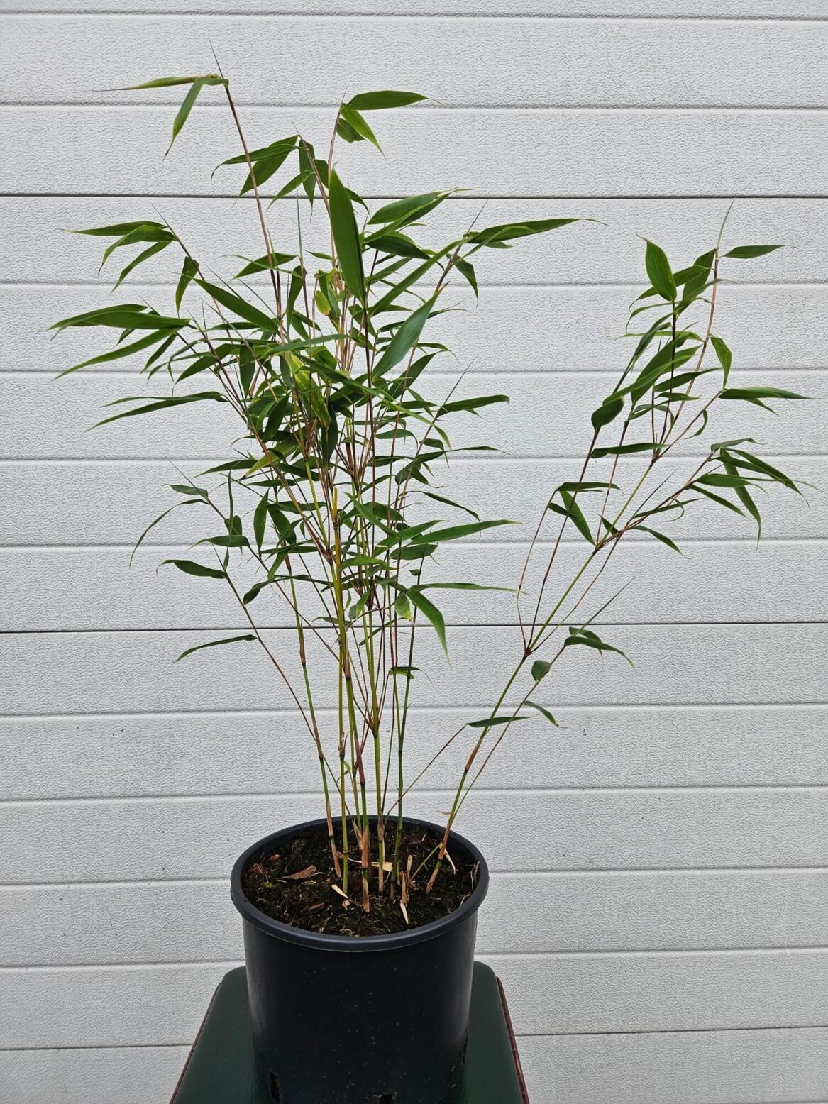 Fargesia Robusta Wolong - 5.5L - 50+ cm